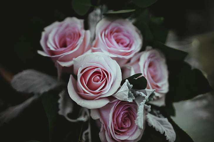 roza, ruža, cvijet, latice, priroda, hrpa, bala