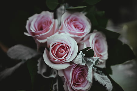 rosa, steg, blomst, kronblad, natur, haug, bunt