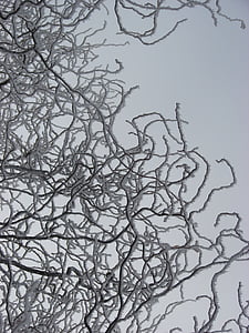 ice, branch, cold, snow, winter, tree, white