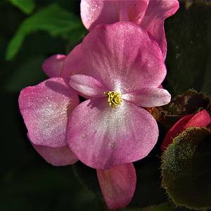 Makro, roosa, lill, Bloom