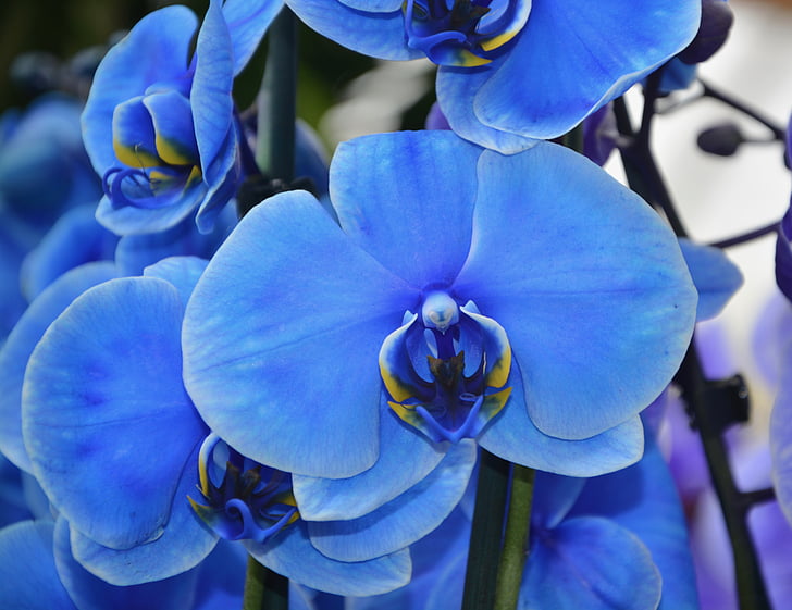 orchid, flower, blue, pretty, spring, plant, flowering
