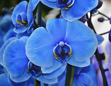 Orchid, bloem, blauw, vrij, lente, plant, bloei