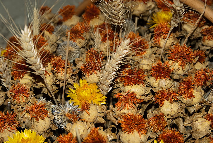 dried flowers, spikes, wheat, bouquet
