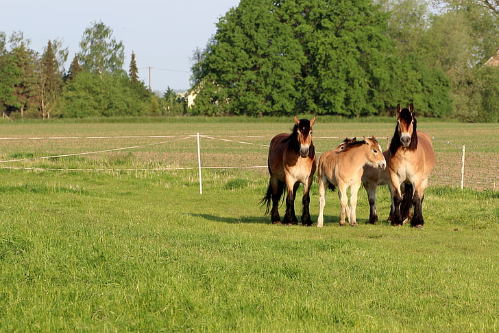 paarden, merries, veulen, koud warmbloedige dieren, paddock, grasland, paard