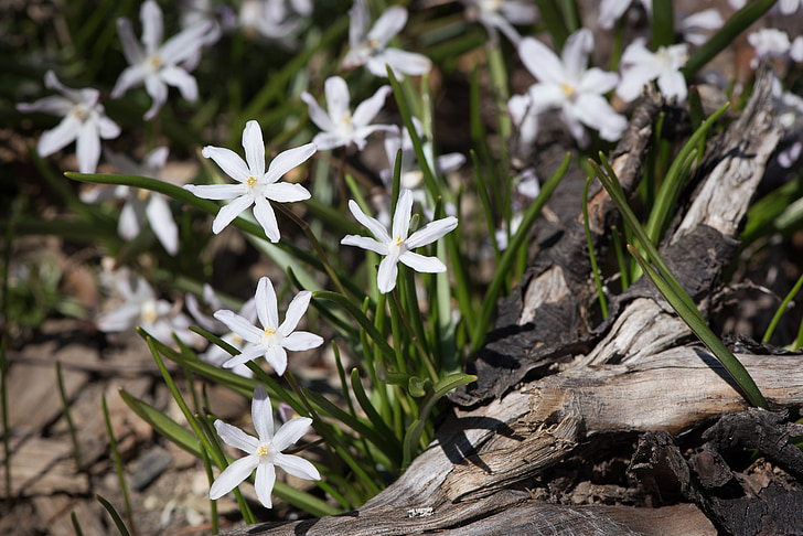 star hyacinth, white, white star hyacinths, garden, in the garden, nature, flowers
