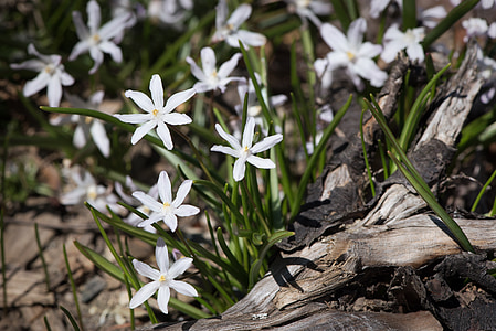 Jacinto de estrella, Blanco, jacintos de estrella blancas, jardín, en el jardín, naturaleza, flores