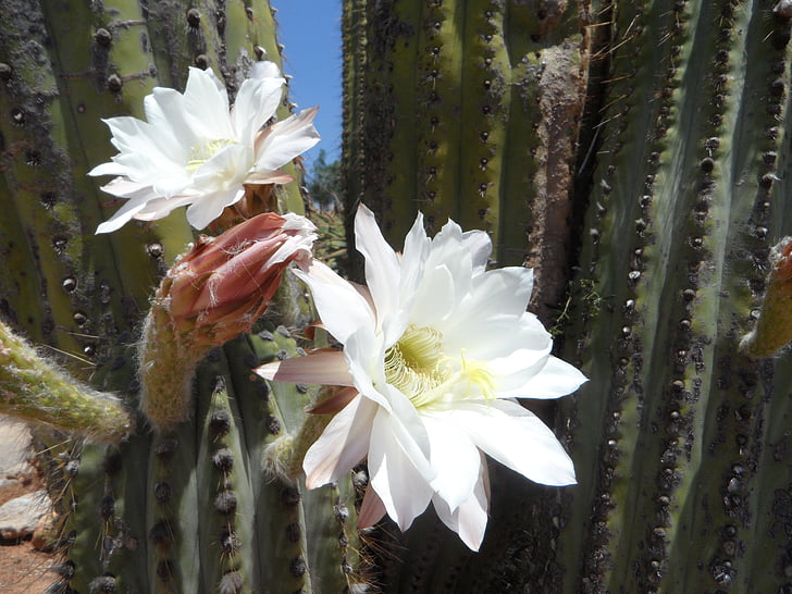 Cactus õis, Bloom, kaktus, Flora, taim, õis, kipitav