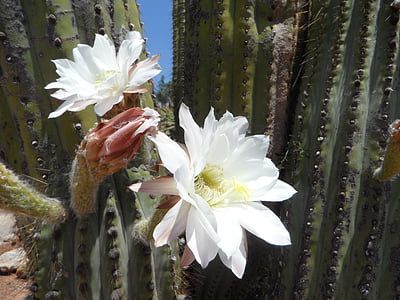 cactus blossom, bloom, cactus, flora, plant, blossom, prickly
