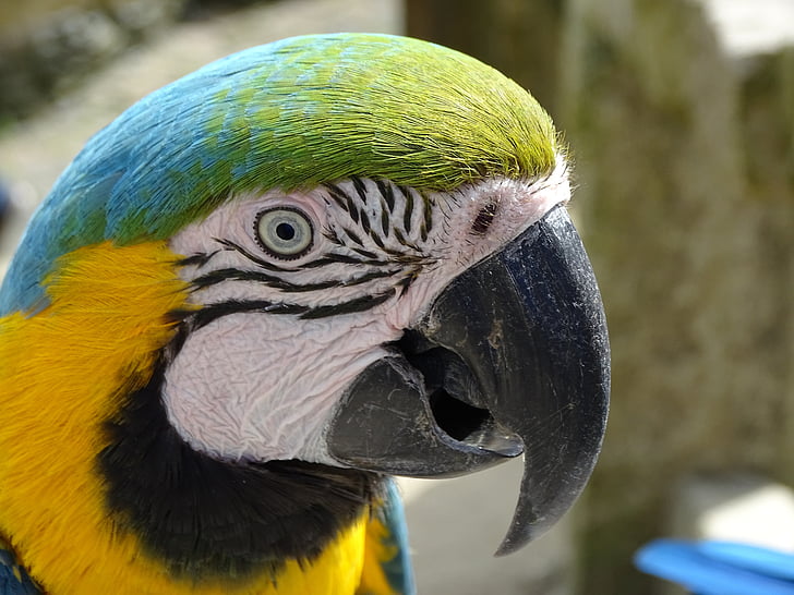 Ara, papagáj, portrét, vták, farebné, žltá macaw, perie