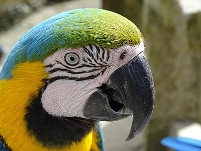 Ara, papegoja, porträtt, fågel, färgglada, gula macaw, fjäderdräkt