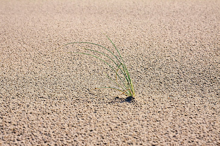 Sand, gräs, Dunes, vind, naturen, kusten, Holiday