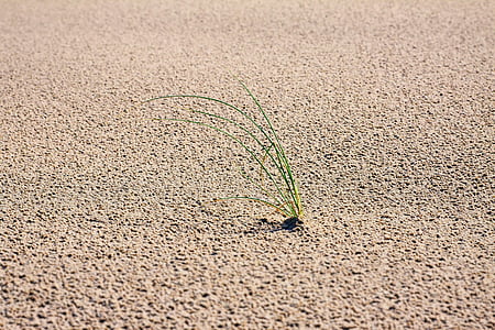 песок, трава, дюны, Ветер, Природа, побережье, праздник
