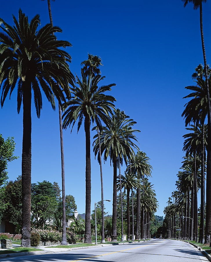 Palmové stromy, ulice, Beverly hills, Bel air, Los angeles, Kalifornie, město