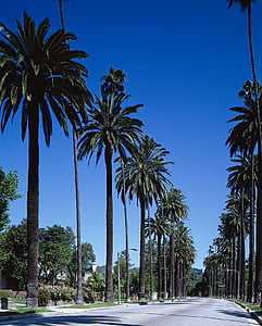 palm trees, street, beverly hills, bel air, los angeles, california, city