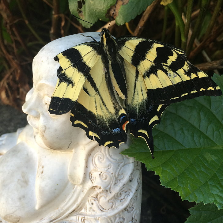 sommerfugl, Buddha, natur, buddhisme, afslapning, vinger, knækkede vinger
