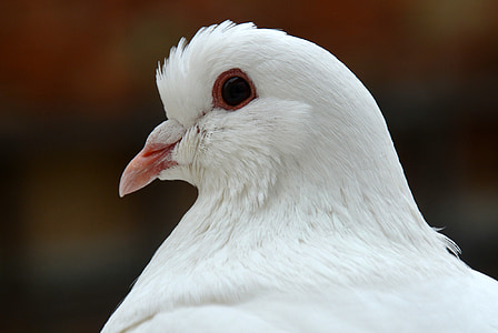 dove, bird, birds, animals, nature, close, plumage