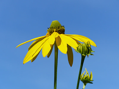 coneflower, 꽃, 여름, 노란색, himmel, 블루, 꽃 봉 오리
