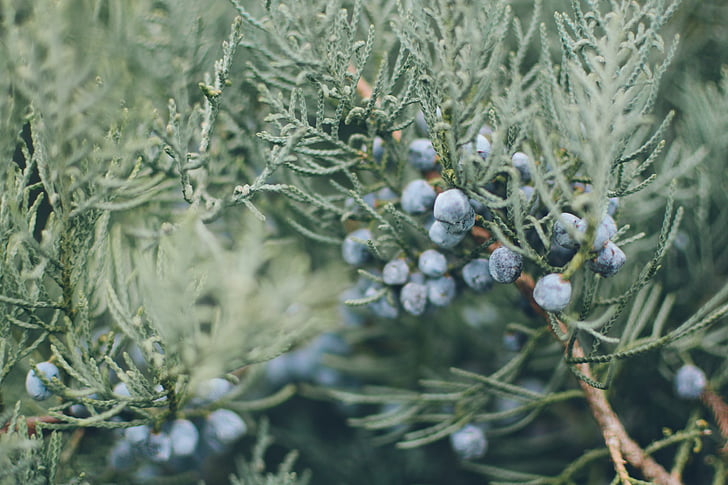 nature, blue, bush, photography, plant, fruits, blur