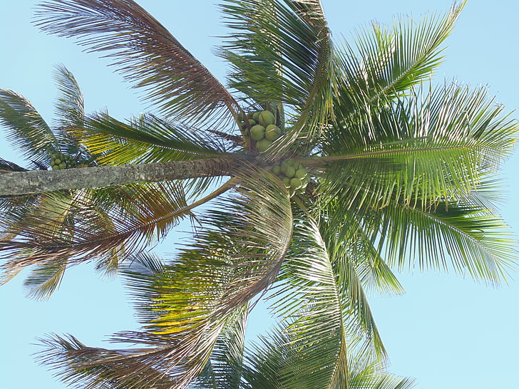 kokosovo drevo, drevo, vegetacije, narave, modro nebo, krajine, okolje