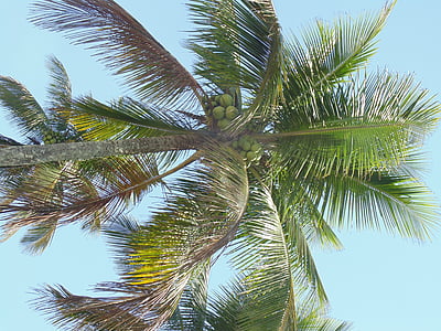 kokospalm, boom, vegetatie, natuur, blauwe hemel, landschap, milieu