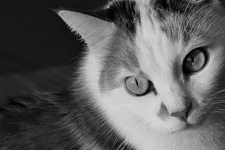 kucing, hewan, hitam dan putih, hewan peliharaan, kucing domestik, cat mata, putih