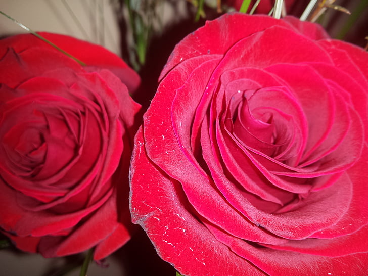 sarkanas rozes, slējās, sarkana, mīlu, puķe, romantisks, romantika