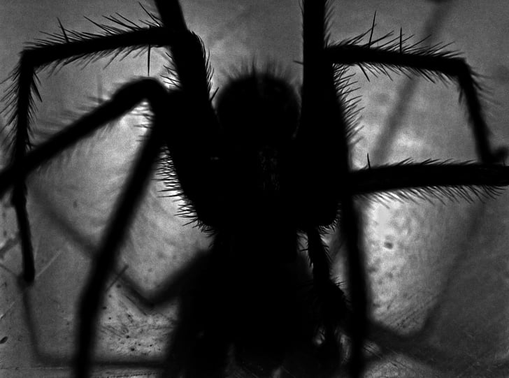 Spider, kammottava, vikoja, karmea, kauhu, pelko, pelottava