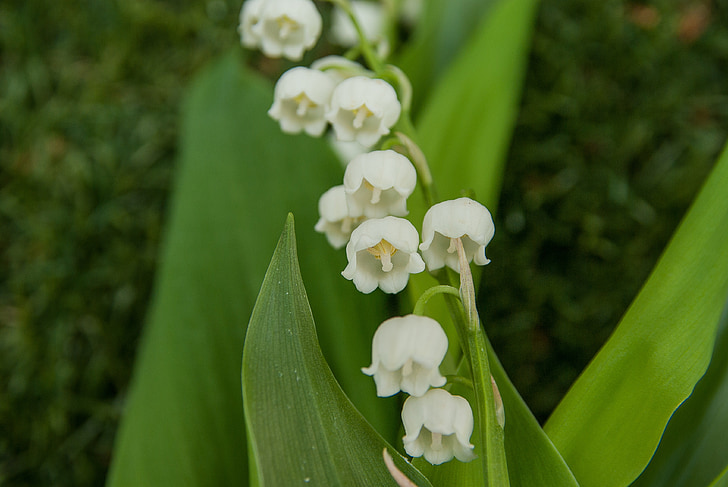 candidiasis bucal, campanas, flores, 1 de mayo