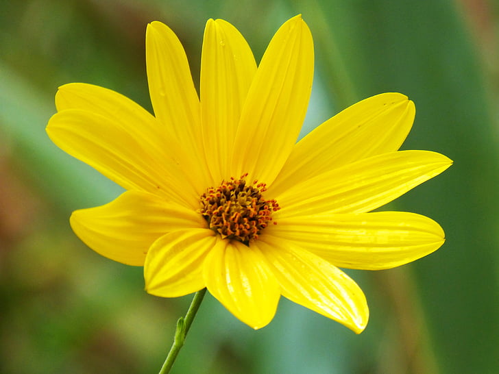 flower, yellow flower, yellow, petal