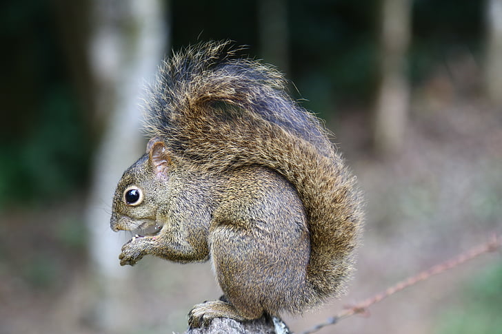 squirrel, wood, animal, forest, nature, eating, nut
