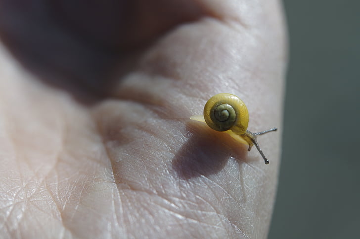 crawling snails, steinig, yellow, shell, slowly, mollusk, nature