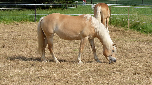 animal, caballo, Haflinger, de acoplamiento, marrón