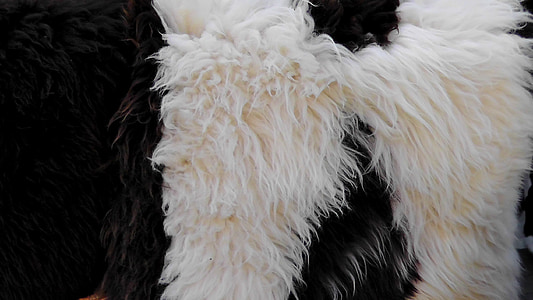 fur, animal, furry, hair, animals, wool, soft