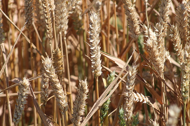 graudu, Bauers, graudaugi, ražas, kvieši, kukurūzas laukā, lauksaimniecība
