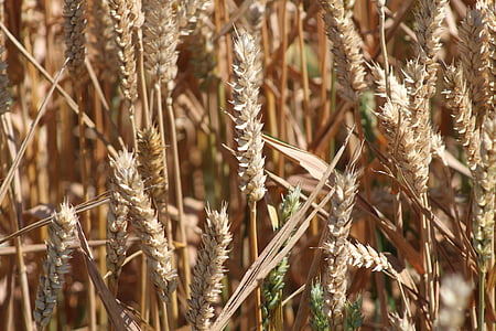 Grain, Bauer, spannmål, skörd, vete, majsfält, jordbruk