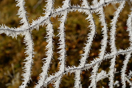 ограда, скреж, wildzaun, дивата природа ограда, сняг кристали, студен, кристали