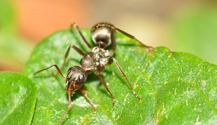 Υμενόπτερα, μυρμήγκι, serviformica, έντομο, φύση, γκρο πλαν, μακροεντολή