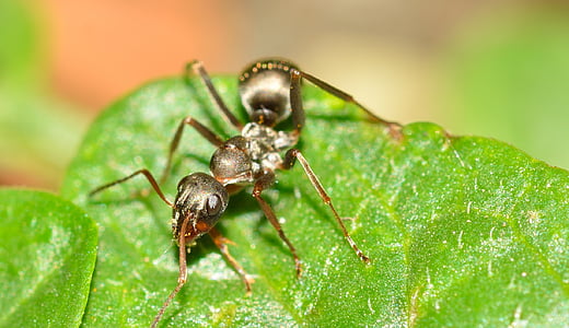 hymenoptera, Sipelgas, serviformica, putukate, loodus, Suurendus:, Makro
