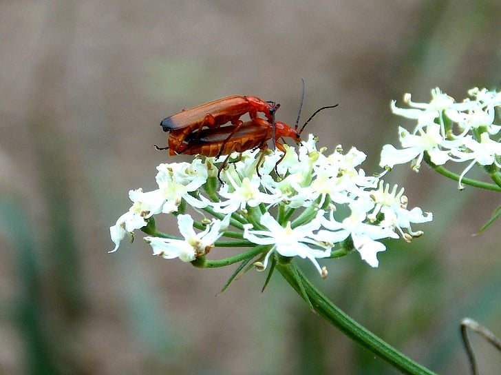 Vörös weichkäfer, katona beetle, Bogár, rovar, reprodukciós, természet, Flóra