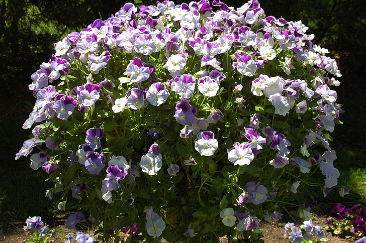 flowers, spring, blossom, purple