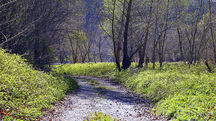 ścieżka, Szlak, krajobraz, drzewa, Natura, lasu, na zewnątrz