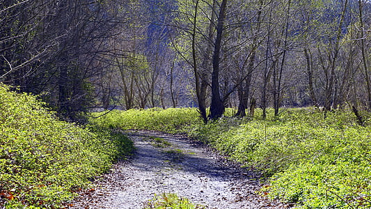 cesta, chodník, Príroda, stromy, Príroda, Forest, vonku