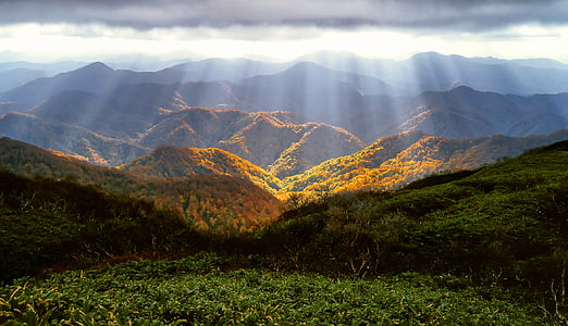 automne, montagnes, lustre, feuilles automnales, octobre, Shirakami-sanchi, forêt de hêtres