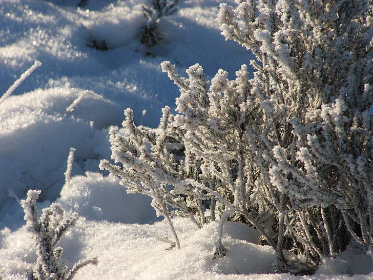 Frost, pozimi, rastlin, drevo, grm, LED, sneg