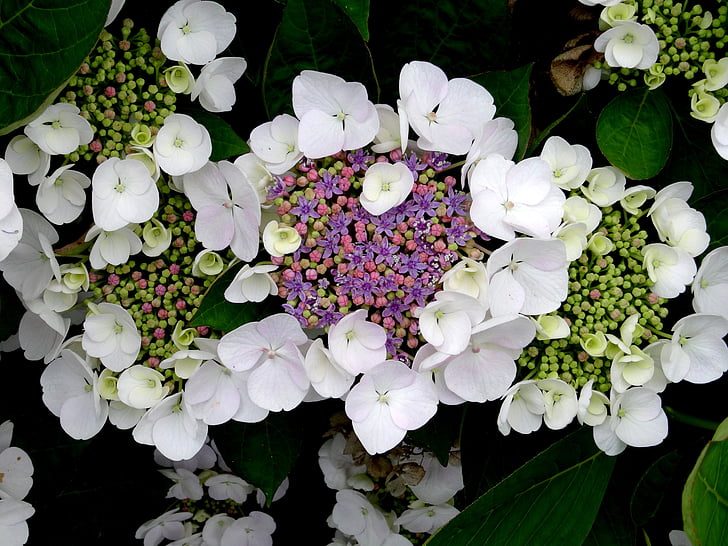 Blossom, nở hoa, Tú cầu, con ong, đóng, trắng, màu xanh