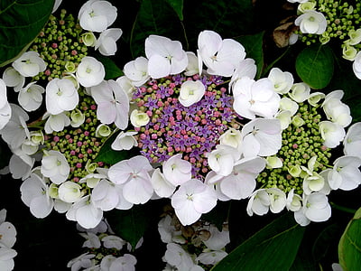 cvet, cvet, hortenzije, čebela, blizu, bela, modra