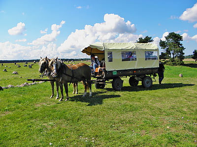 horses, team, wagon, meadow, clouds, horse drawn carriage