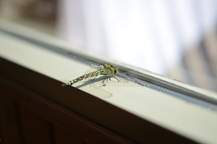 nature, insect, home, green, window