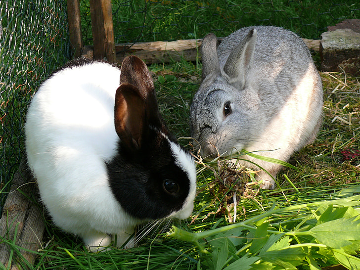 토끼, 드워프 토끼, 애완 동물, 동물, 귀여운, 귀, 긴 귀