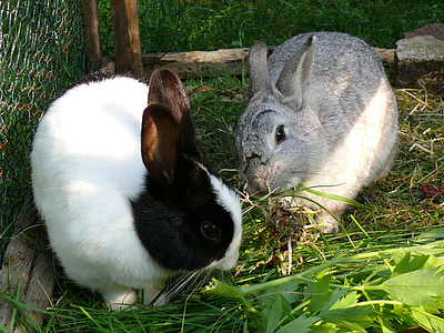 rabbit, dwarf rabbit, pet, animal, cute, ear, long eared